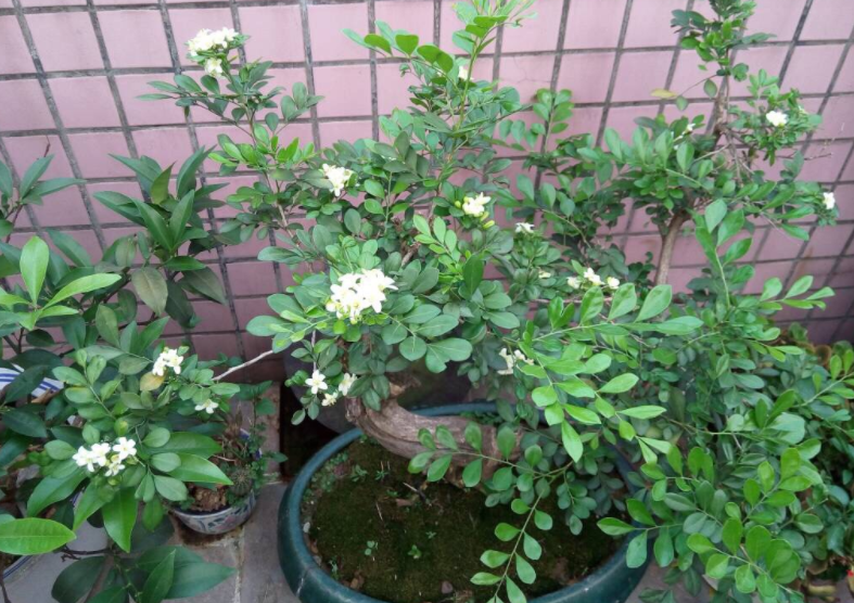 九里香种植养护指南:温度控制与水分管理,打造满室芬芳的家居绿洲!