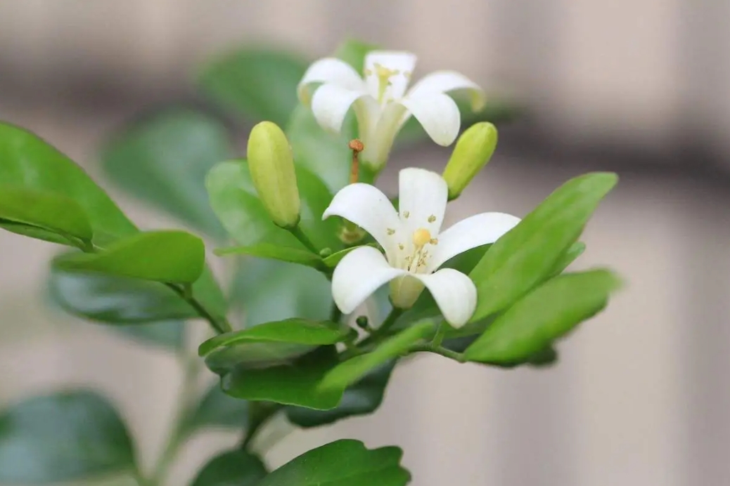 <b>九里香种植养护指南：温度控制与水分管理，打造满室芬芳的家居绿洲！</b>