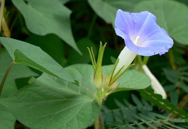 <b>牵牛花是不是喇叭花？牵牛花的学名探秘两者在花卉界的称呼与分类</b>
