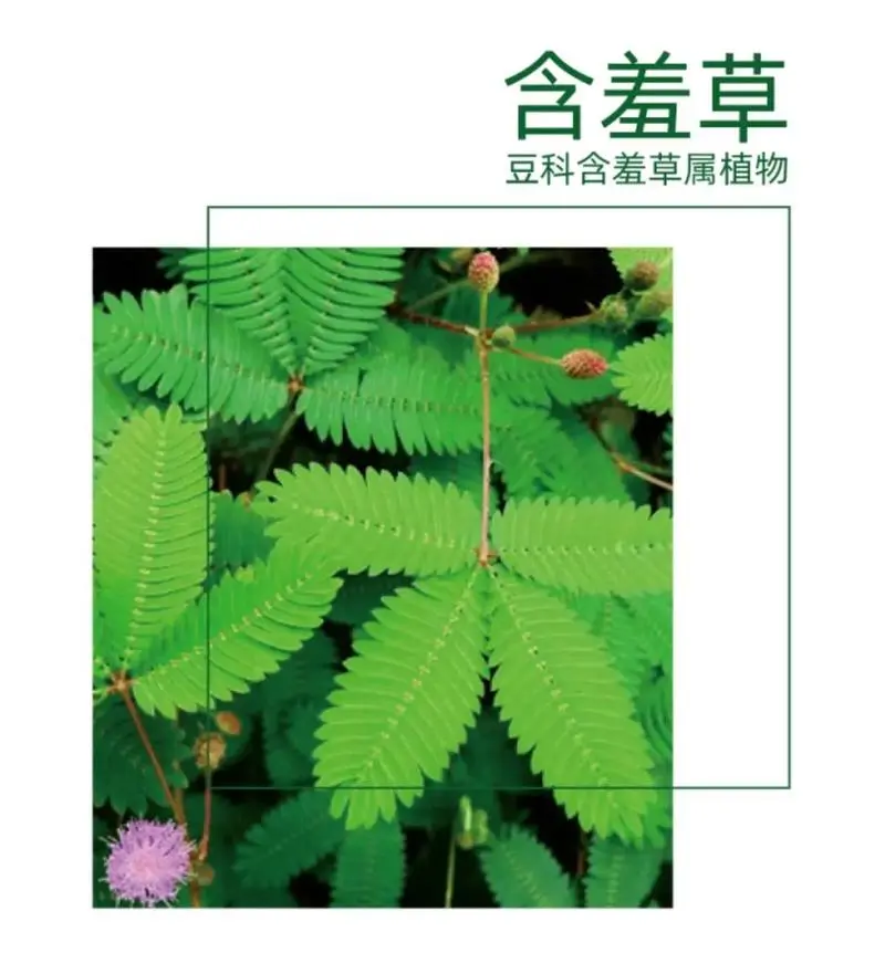 含羞草的驱蚊神话之谜:除了害羞,它还能做什么?(含驱蚊辟谣)