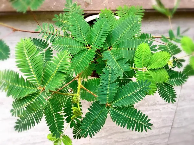 含羞草的驱蚊神话之谜:除了害羞,它还能做什么?(含驱蚊辟谣)