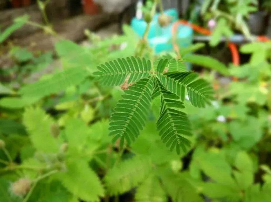 <b>含羞草的驱蚊神话之谜：除了害羞，它还能做什么？（含驱蚊辟谣）</b>