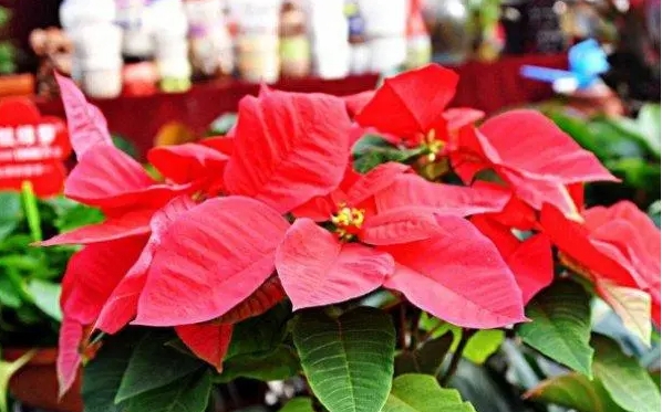 <b>一品红花卉种植养护指南：栽培与病虫害防治方法，确保四季常红的管理技术</b>