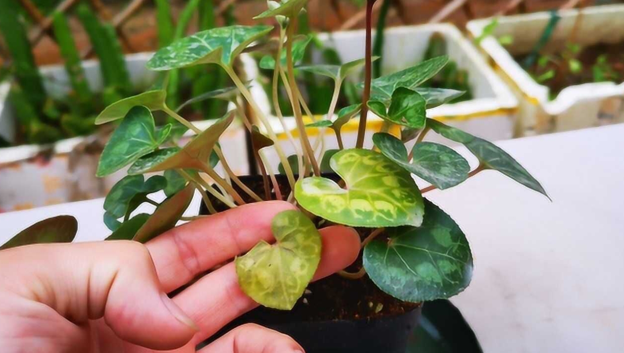 <b>仙客来黄叶补救秘籍：浇水调整、施肥技巧与病虫害防治，恢复生机养护方法</b>