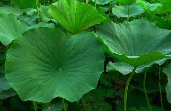 <strong>荷花叶的功效与作用全解：清热利湿与减肥瘦身的药用价值与养</strong>