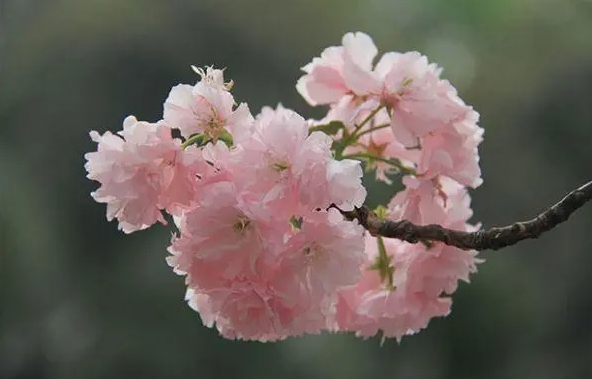 <b>樱花树种植管理方法宝典：温度调控、光照管理与水分平衡打造理梦幻花园</b>