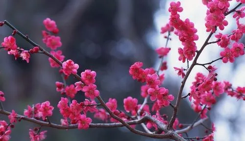 梅花冬日开花魔法:寒冷环境下的生长奇迹,解析其开花习性的科学原理