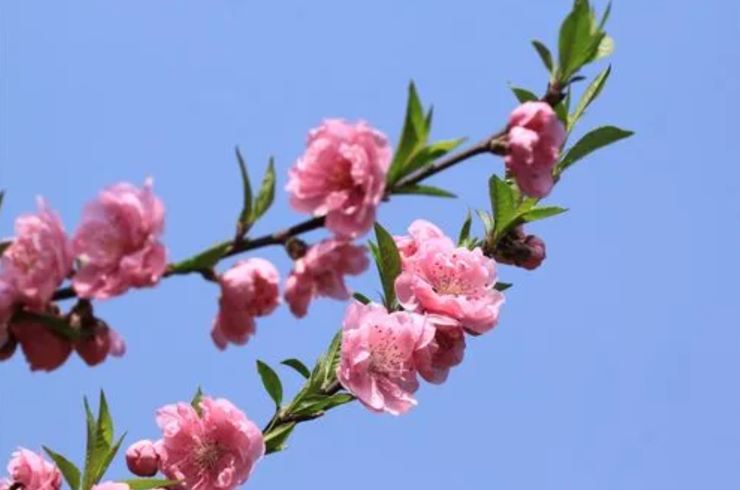 <b>桃花代表什么生肖之谜：探索桃花在十二生肖中的独特地位与文化寓意</b>