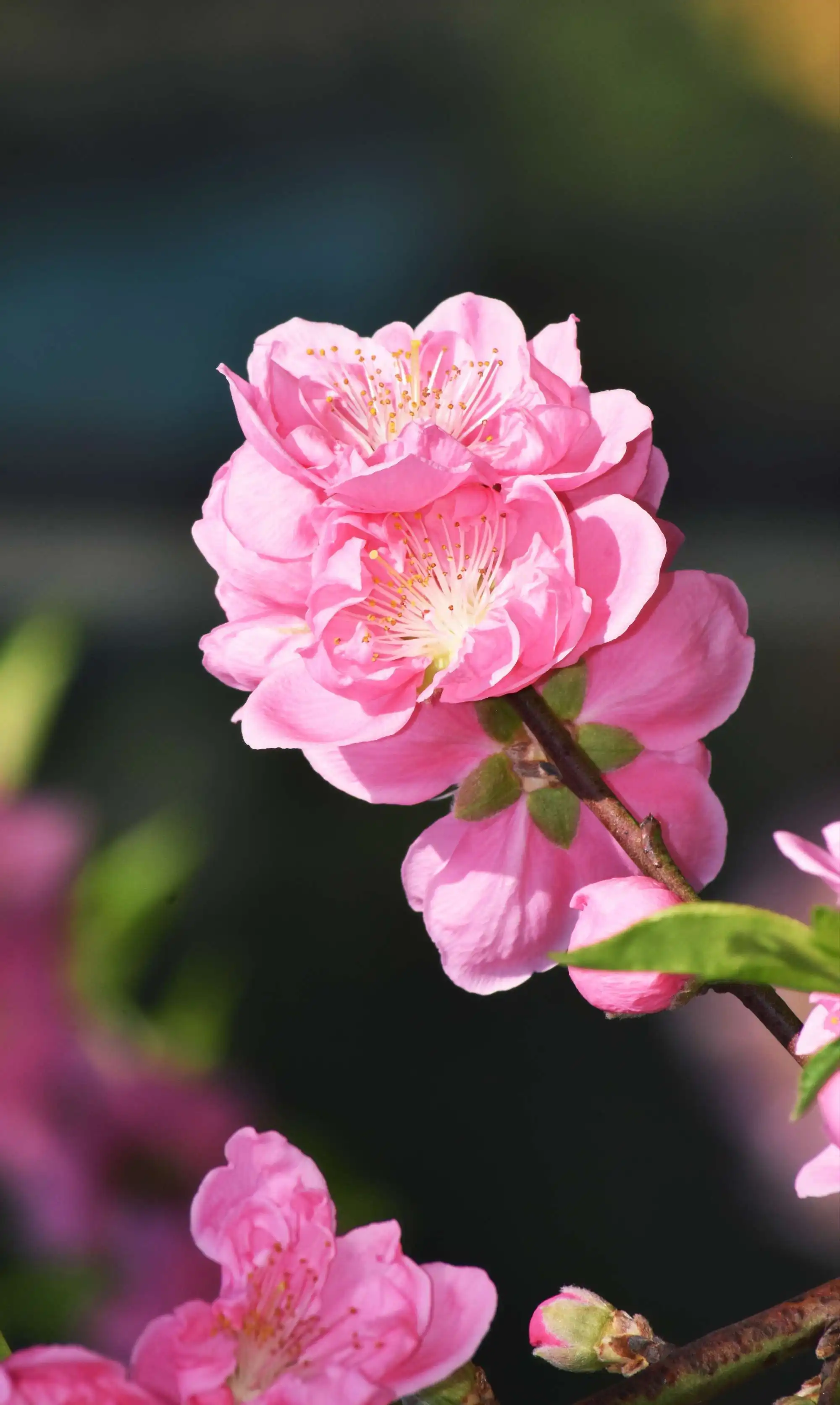 桃花代表什么生肖之谜:探索桃花在十二生肖中的独特地位与文化寓意