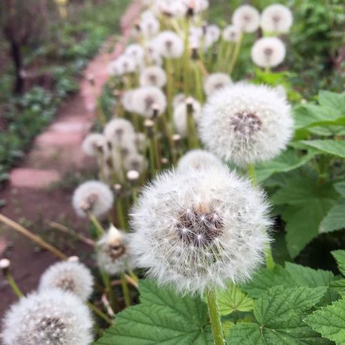 蒲公英的生长环境生态画卷:从土壤到光照解析其生长环境与季节适应性