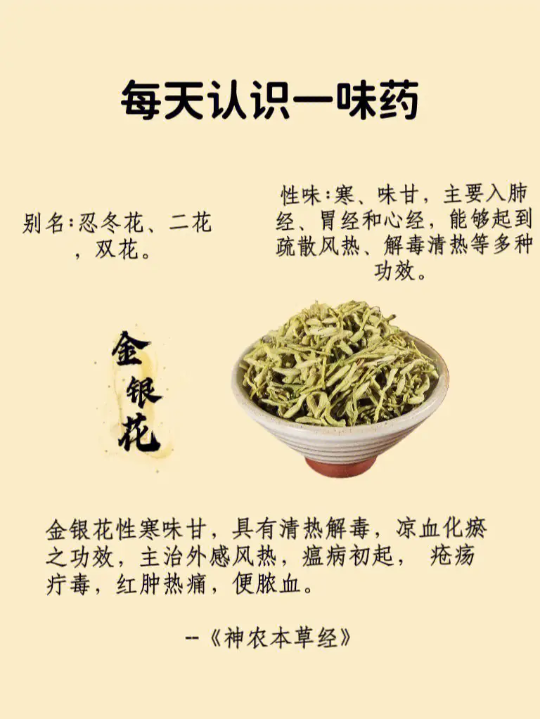 揭秘金银花的功效作用与主治功能:清热解毒、抗菌消炎的全能花卉药材!