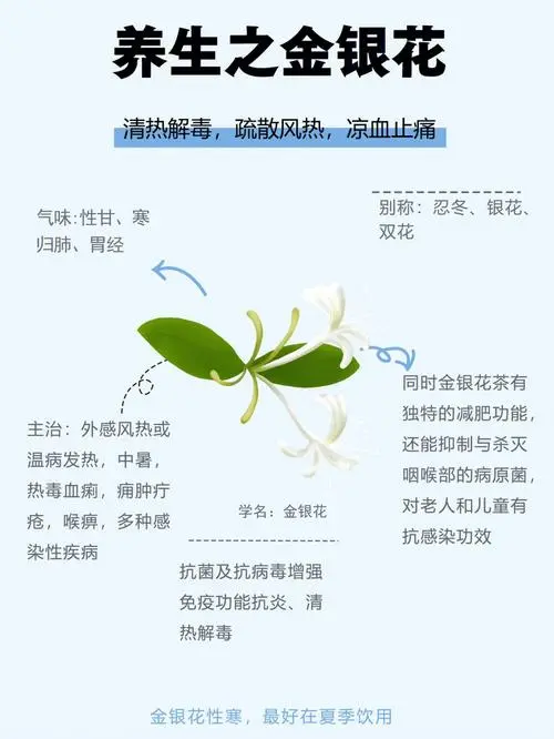 揭秘金银花的功效作用与主治功能:清热解毒、抗菌消炎的全能花卉药材!