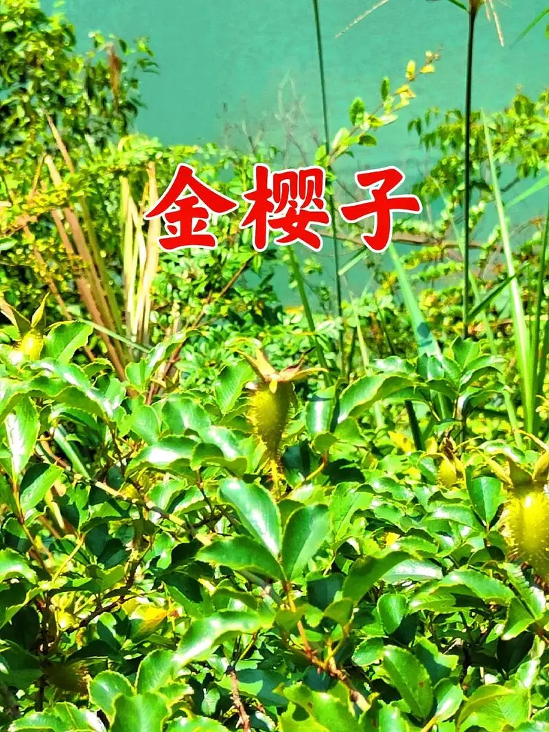 金樱子的健康功效密码:固肾涩精与收敛止泻作用与现代养生功效