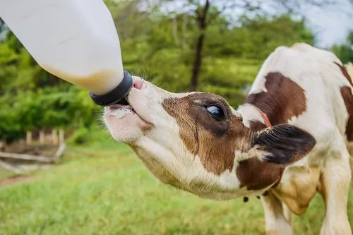 牛犊喂养技术,从初乳到断奶,揭秘科学喂养与健康管理指南