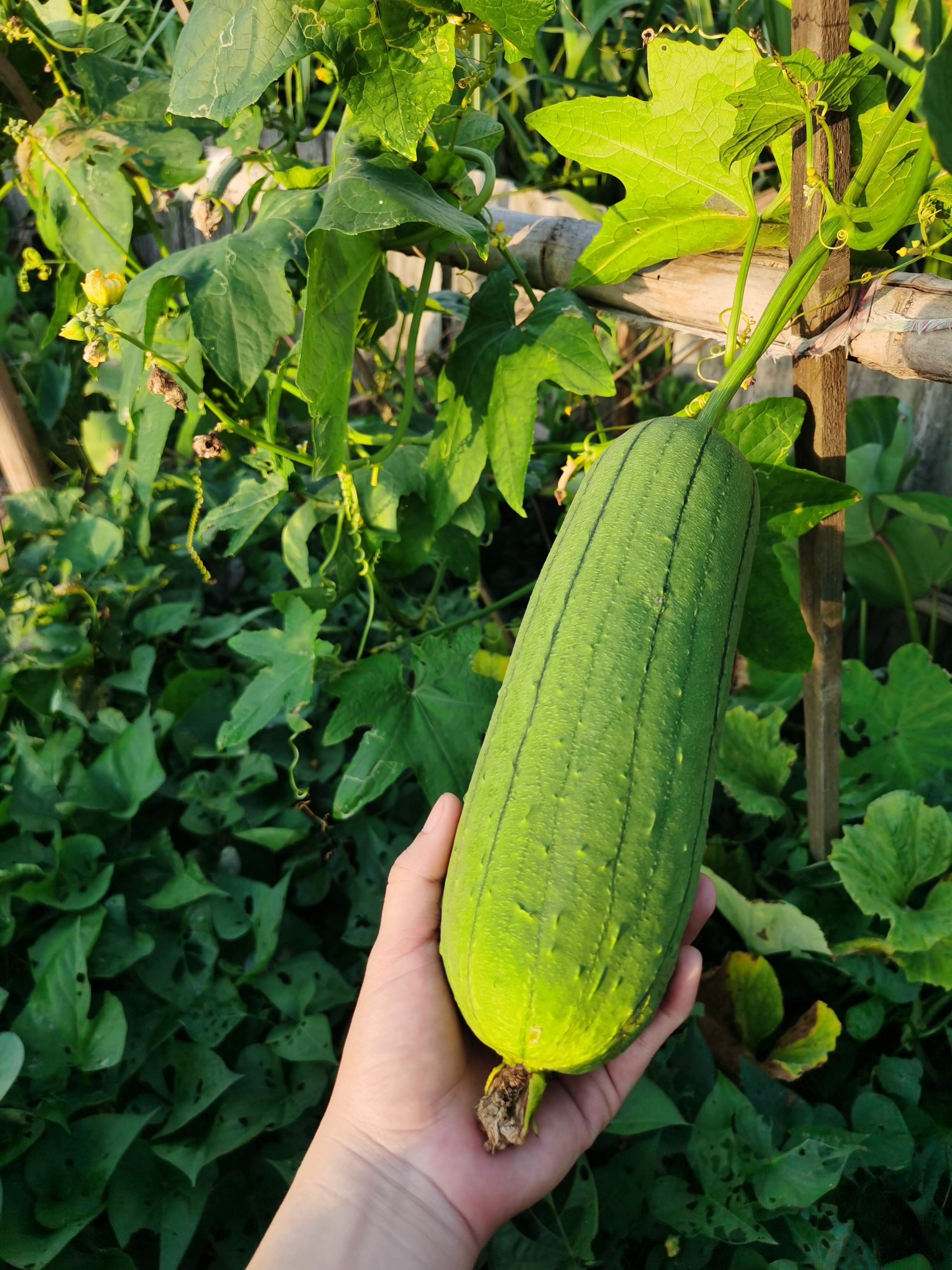 丝瓜能否直接生吃?丝瓜生吃营养价值与健康风险评估