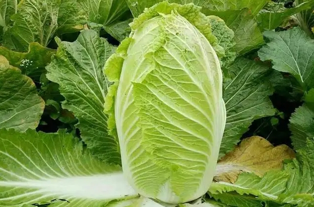 <b>白菜种植时间与方法的科学搭配，打造丰收满园翠绿的秘诀</b>
