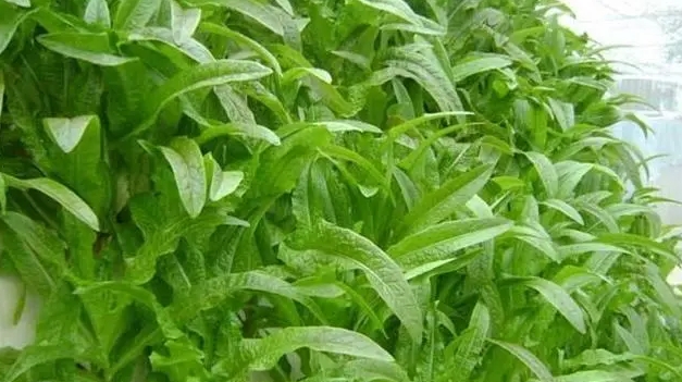 <b>莴笋种子催芽方法：浸泡催芽法与纸沙藏催芽法科学搭配，提高发芽率的技巧</b>