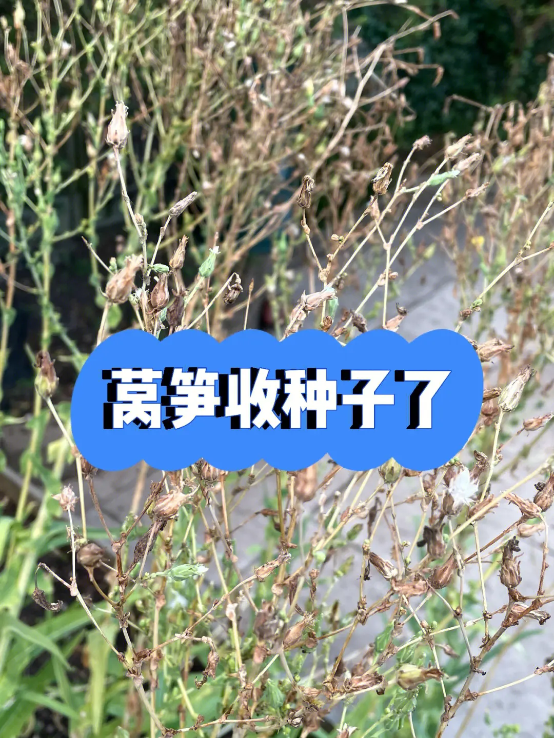 莴笋种子催芽方法:浸泡催芽法与纸沙藏催芽法科学搭配,提高发芽率的技巧
