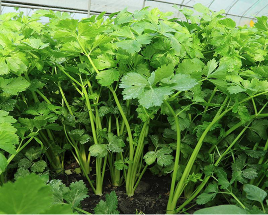 芹菜是植物还是蔬菜的身份解密,全面解析芹菜生物属性与食用价值