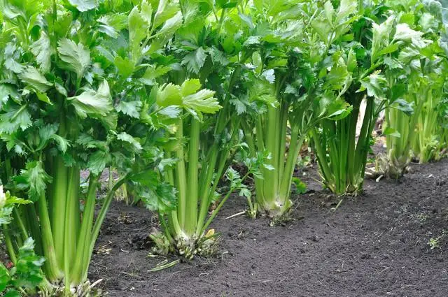芹菜是植物还是蔬菜的身份解密,全面解析芹菜生物属性与食用价值