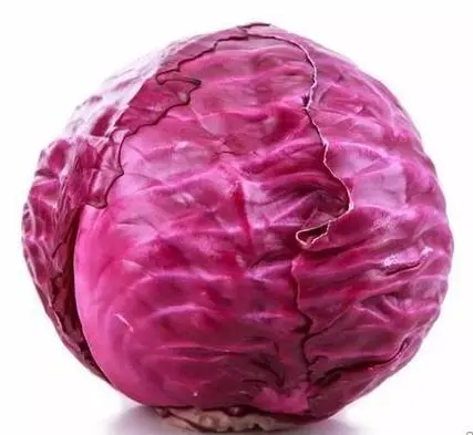 卷心菜和甘蓝菜是一种菜吗科学解析,全面解析其形态特征与营养价值