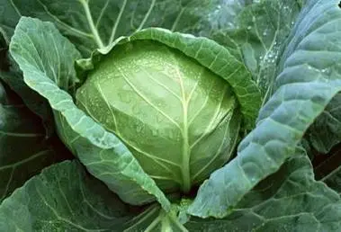 卷心菜和甘蓝菜是一种菜吗科学解析,全面解析其形态特征与营养价值