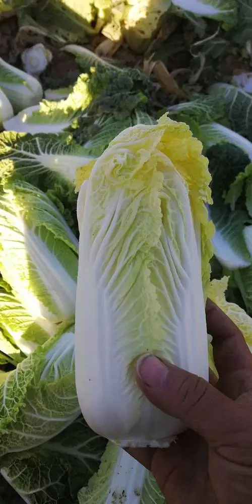 娃娃菜种植叶子紧实的原因与技巧,解析其生长环境与管理方法