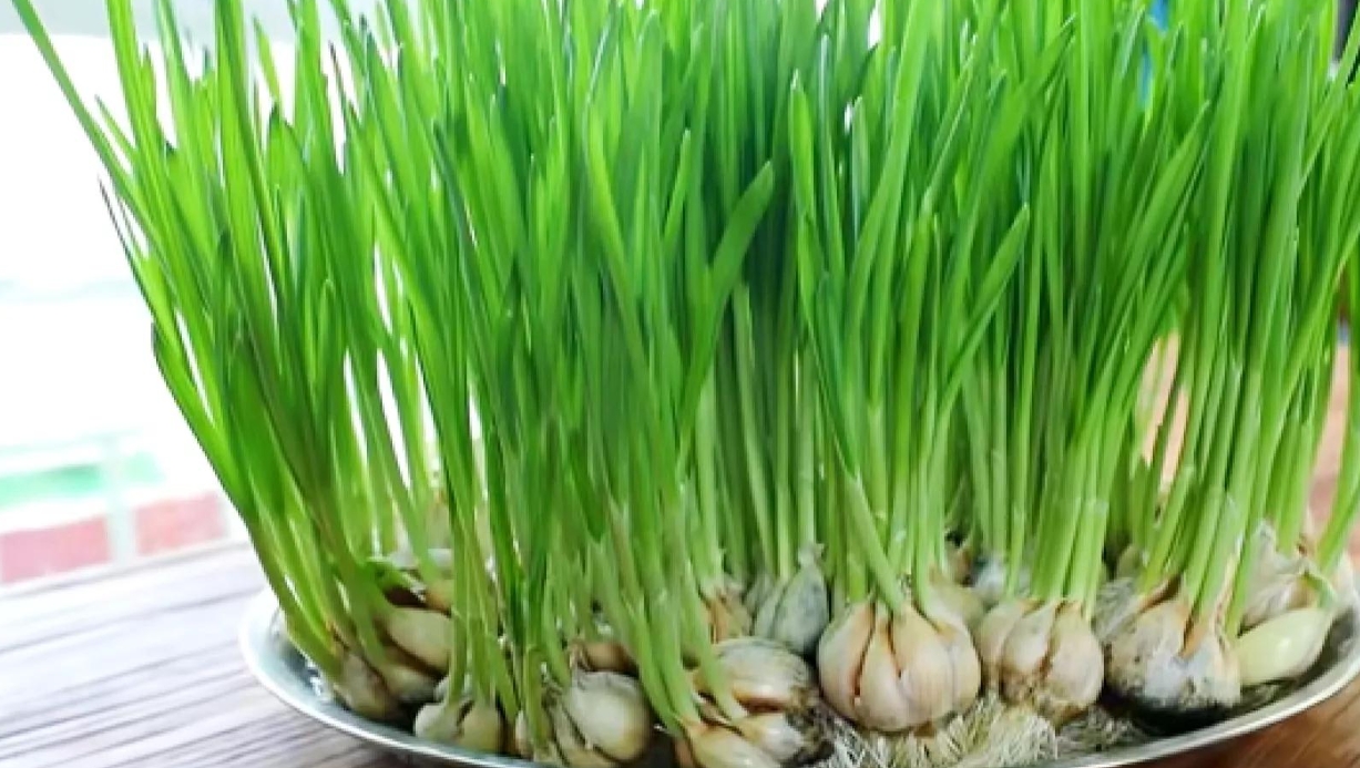 <b>蒜苗是大蒜长出来的吗？”从种植到餐桌解读蒜苗与大蒜的前世今生</b>