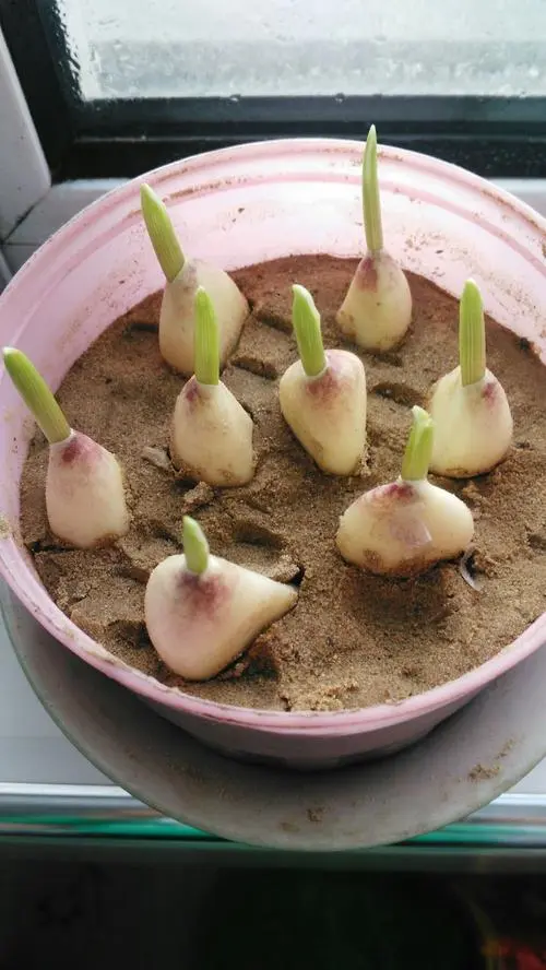 蒜苗是大蒜长出来的吗?”从种植到餐桌解读蒜苗与大蒜的前世今生