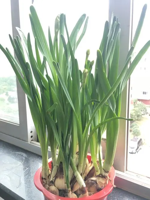 蒜苗是大蒜长出来的吗?”从种植到餐桌解读蒜苗与大蒜的前世今生