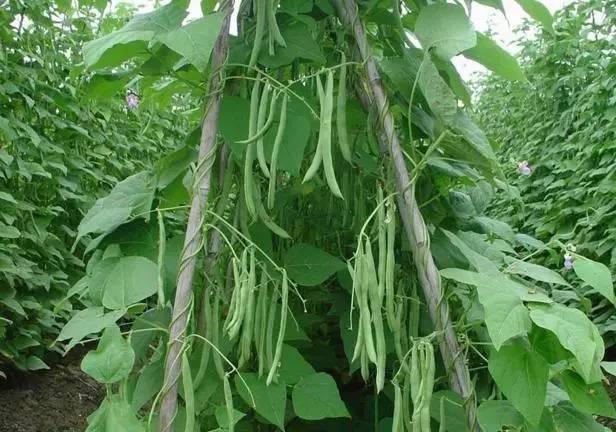 <b>芸豆是哪里种植出来的？从芸豆起源地到现代农场种植的演变历程</b>