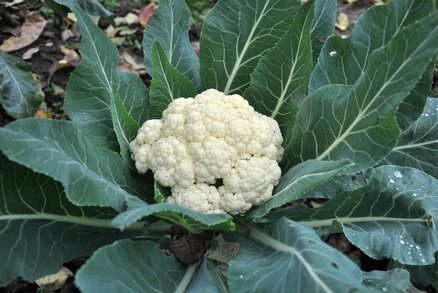 <b>菜花是什么植物长出来的？探究这朵蔬菜之花的植物学真相</b>