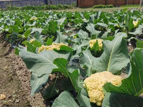 菜花是什么植物长出来的?探究这朵蔬菜之花的植物学真相
