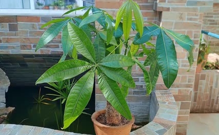 <b>发财树根软腐烂了怎么救活？从症状诊断到治疗，一步步拯救你的室内绿植</b>