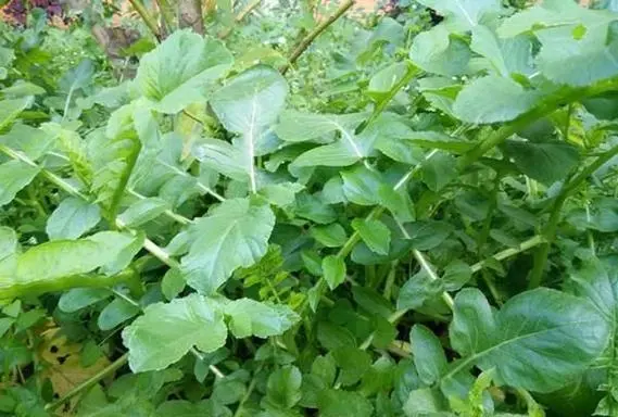 萝卜叶子能吃吗?一场关于食材新发现的绿色盛宴