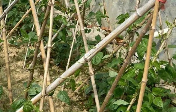 <b>豆角架子用绳子搭建-简易实用的垂直栽培解决方案</b>