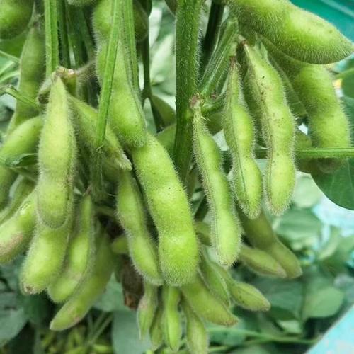 毛豆的收货成熟季节故事,夏季餐桌上的绿色佳肴