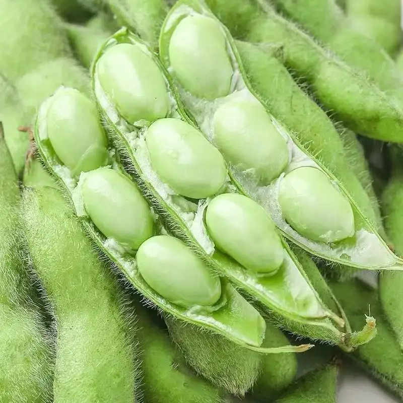 毛豆的收货成熟季节故事,夏季餐桌上的绿色佳肴