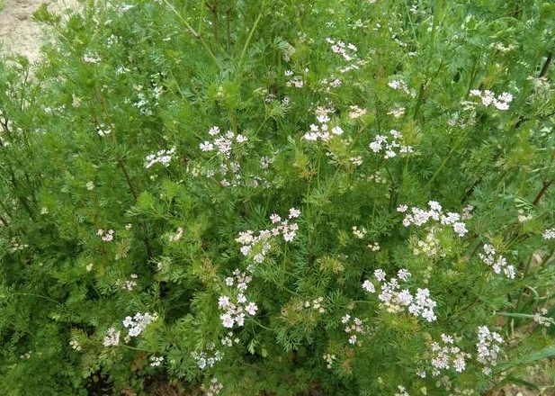 <b>香菜会开花结种子吗？植物学角度下的香菜繁殖奥秘</b>