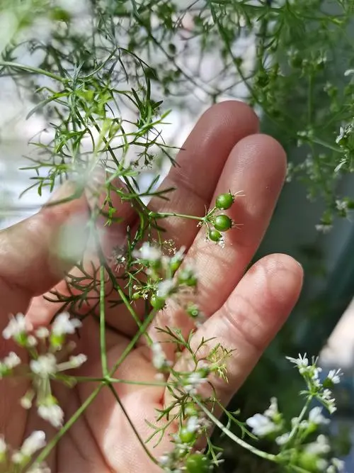 香菜会开花结种子吗?植物学角度下的香菜繁殖奥秘