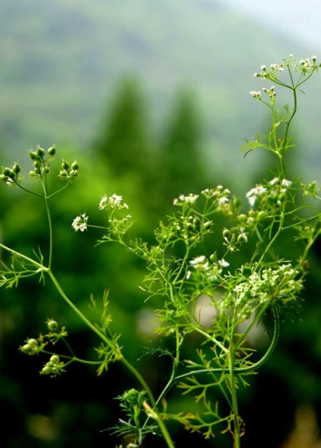 香菜会开花结种子吗?植物学角度下的香菜繁殖奥秘