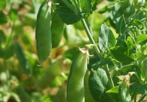 豌豆能不能生吃有毒吗?全面解析豌豆的食用风险与健康建议