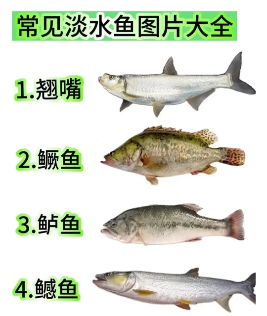 淡水鱼类常见病症的早期预警与防治方法,让渔业养殖无忧