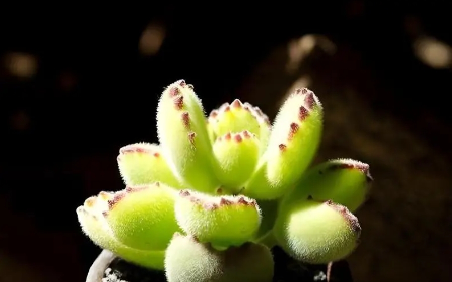 <b>熊童子种植方法全攻略：从选土到修剪，打造茁壮成长的多肉质植物</b>