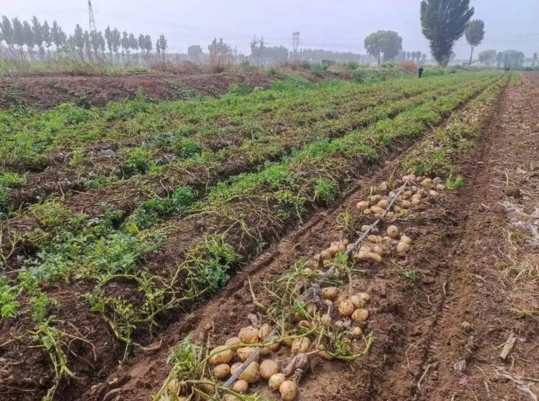 <strong>农业种植蔬菜类：精准施肥与合理用药，打造绿色安全的餐桌食</strong>