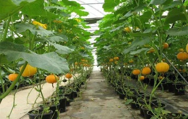 农业种植蔬菜类:精准施肥与合理用药,打造绿色安全的餐桌食材