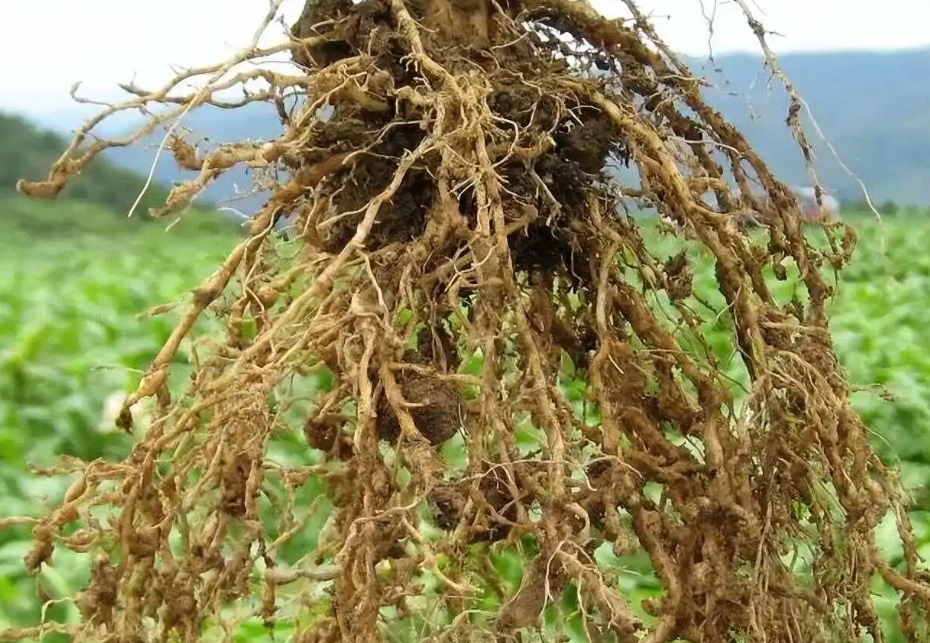 <strong>农业种植根结线虫病：症状辨识与综合防治策略，守护作物根基</strong>