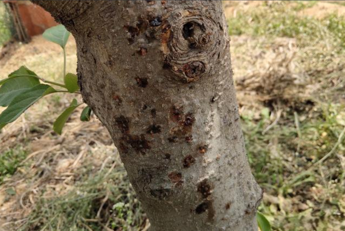 <b>苹果树溃疡病：识别病斑，精准防治技术守护果园绿色财富</b>