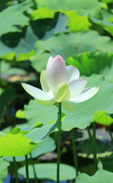 8月开花赏花盛宴地图:从城市公园到乡村小径,探寻夏日余晖下的花卉宝藏