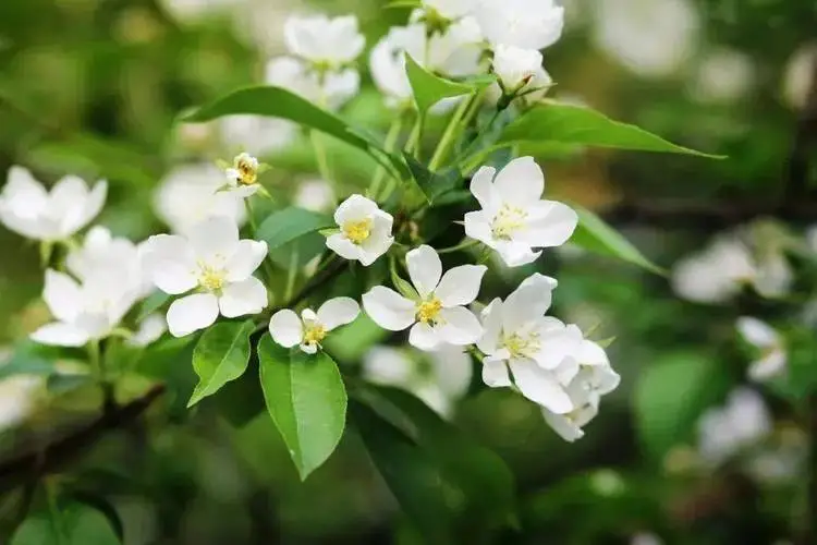 8月开花赏花盛宴地图:从城市公园到乡村小径,探寻夏日余晖下的花卉宝藏